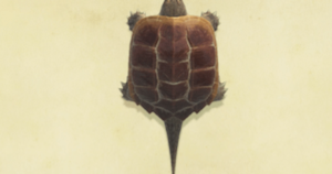 【悲報】あの動物可愛がってたら家族に勝手に売られてたんだが