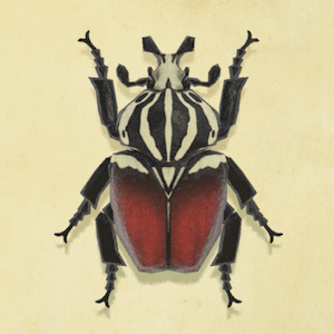 【議論】レアなカブトムシ(ヘラクレスとか)が全然出なくて詰むんだが