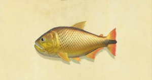 【指摘】ドラド釣れないって言ってる人は魚影間違ってない？