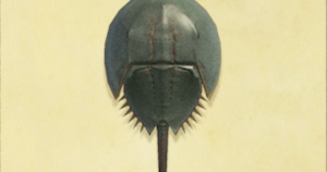 【朗報】あの生物、水槽無しで飾れていいなｗｗｗｗｗｗｗｗ